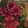 IMG_20260719_204052